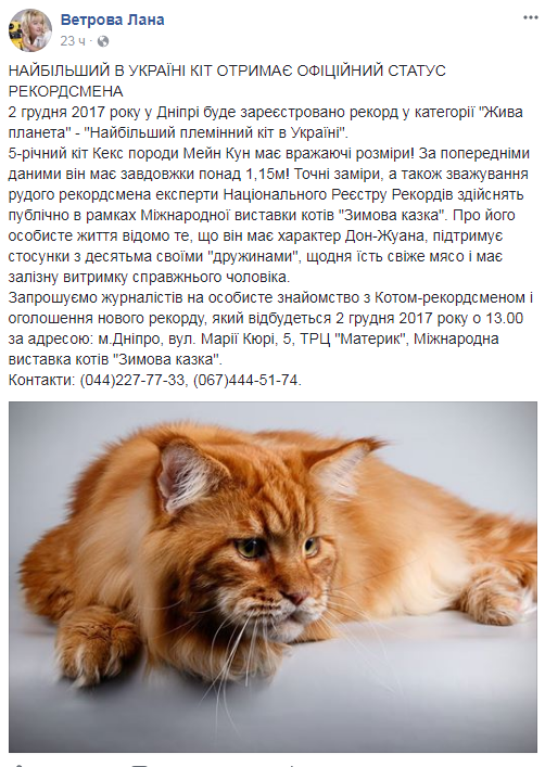 Впечатляющие размеры: в Украине выбрали самого большого кота (фото)